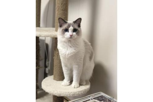 販売中のラグドールの親猫
